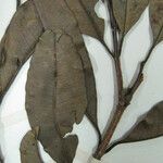 Vochysia cayennensis Outro