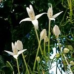 Millingtonia hortensis Flower