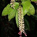 Gonzalagunia rosea Folha