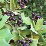 Griselinia jodinifolia Fruit