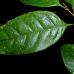 Sarcaulus brasiliensis Yaprak