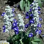Salvia farinacea Habit