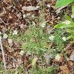 Symphyotrichum racemosum Цвят