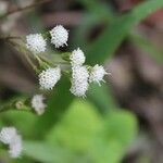 Ageratina riparia Květ