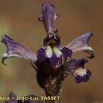 Orobanche olbiensis
