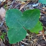 Hepatica nobilis Fulla