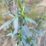 Cistus ladanifer 葉