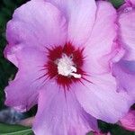 Hibiscus syriacusBlodyn