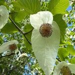 Davidia involucrata 花