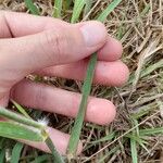 Bothriochloa bladhii Leaf