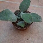 Kalanchoe millotii Leaf