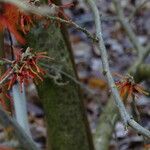 Hamamelis intermedia বাকল