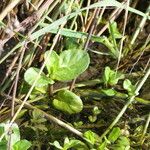 Veronica beccabunga Leaf