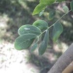 Erythrostemon mexicanus Liść