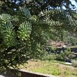 Abies balsamea 叶