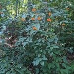 Viburnum sieboldii Habit