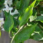 Solanum laxum List