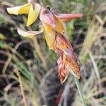 Crotalaria brevidens Λουλούδι