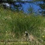 Carex austroalpina Habit