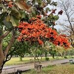 Butea monosperma Floare