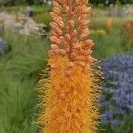 Eremurus stenophyllus Blodyn