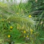 Dasypyrum villosum Fula