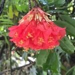 Brownea rosa-de-monte Flower