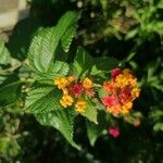 Lantana aculeata Flors