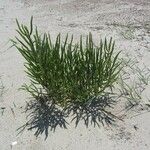 Salicornia bigelovii Habit