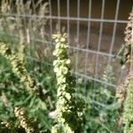 Rumex longifoliusपत्ता