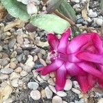 Schlumbergera bridgesii Flor