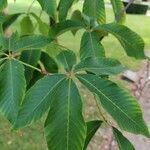 Aesculus flava Blatt