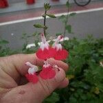 Salvia microphylla花