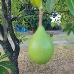 Cerbera odollam Fruit