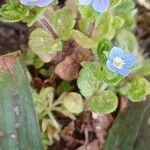 Veronica arvensis পাতা