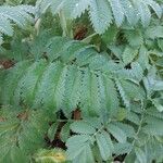 Melianthus majorЛист