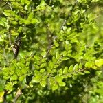 Nothofagus solandri Folha