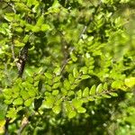 Nothofagus solandri Leaf