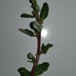 Chenopodium glaucum Leaf