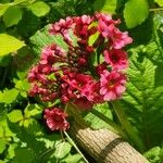 Primula japonica Цвят