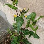 Sonchus oleraceus Habit