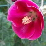 Phymosia umbellata Floare