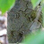 Cornus capitata Bark