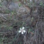 Leptospermum laevigatum Blomst