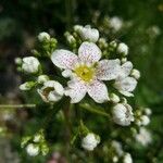 Saxifraga hostii Fula