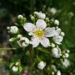 Saxifraga hostii Blomma