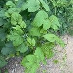 Humulus lupulusFuelha