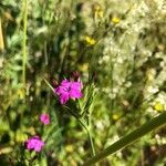 Dianthus armeriaപുഷ്പം