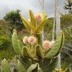 Pancheria hirsuta Flor