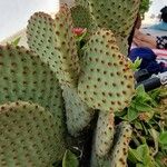 Opuntia rufida Blad